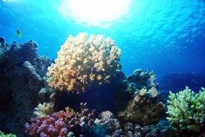 Rafa koralowa Morza Czerwonego